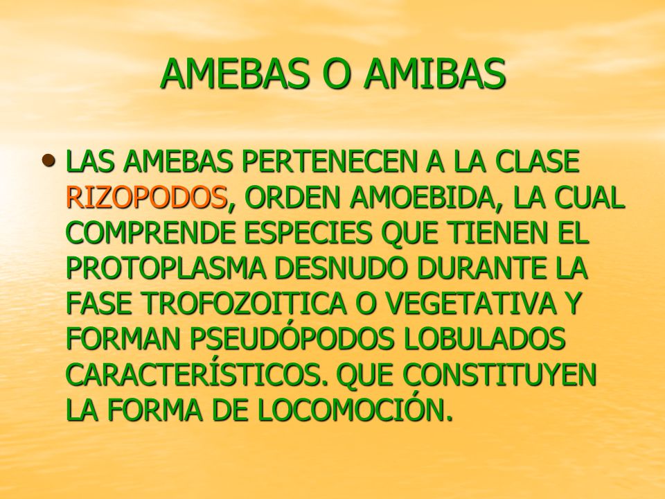 Que son las amebas